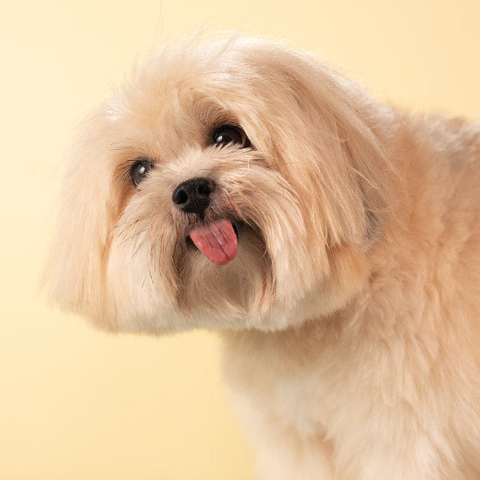 Small dog standing on a surface with a blurred background