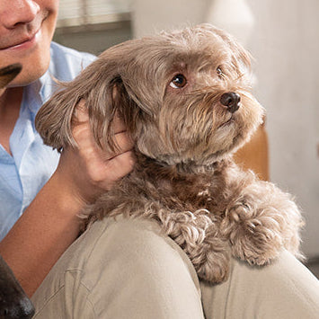 Man sitting on a rug with two dogs in a modern living room.