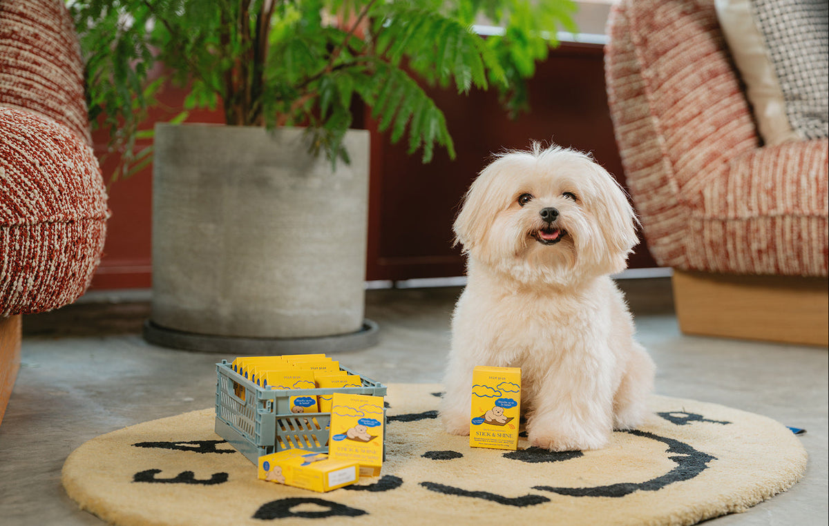 Small white dog sitting on a round rug with yellow boxes around it in a home setting.